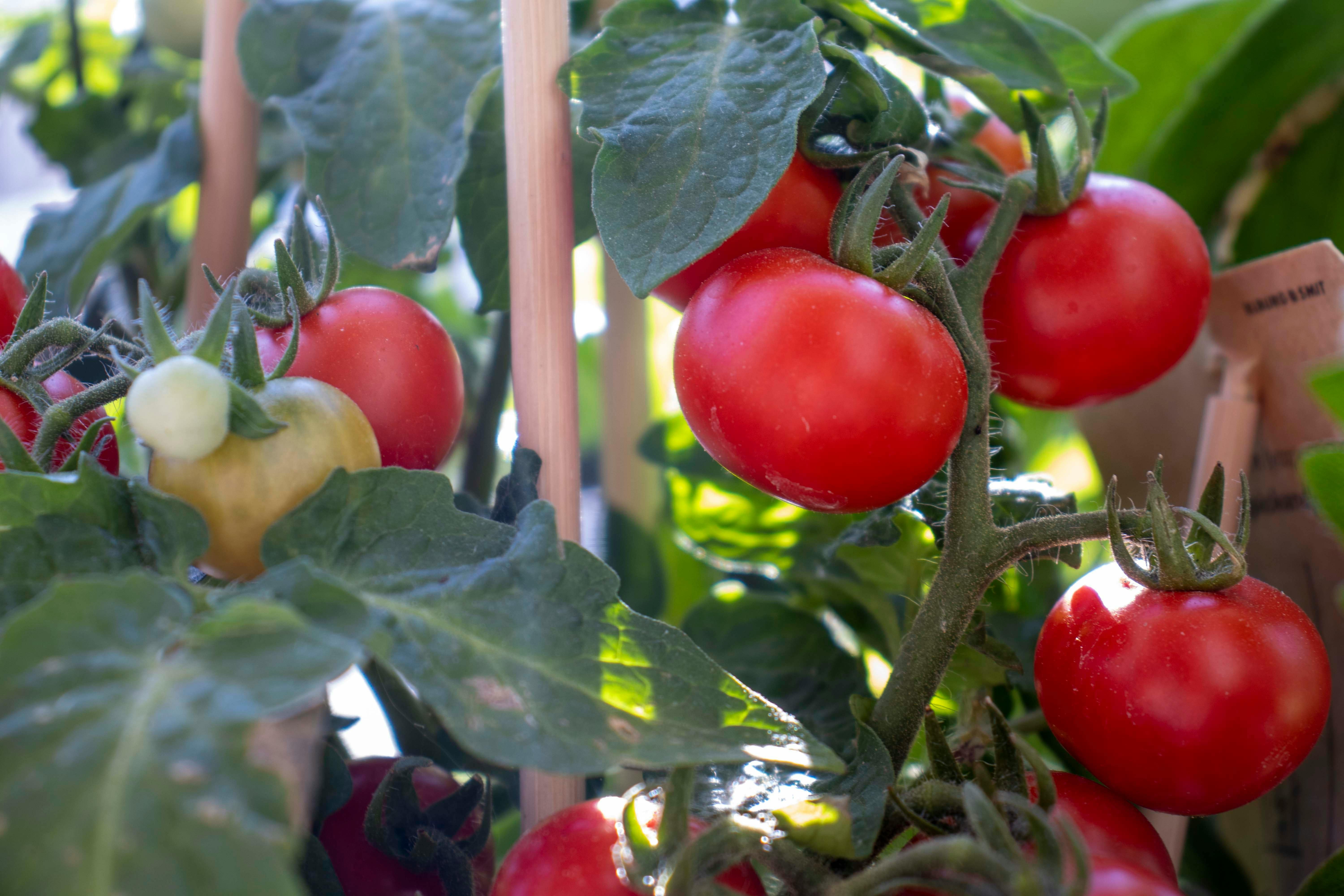 tomate